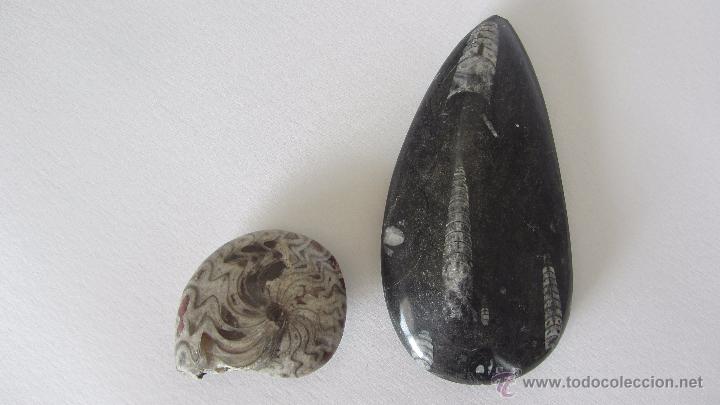 Coleccionismo de f&oacute;siles: FOSIL - AMONITES y ORTHOCERAS - Foto 1