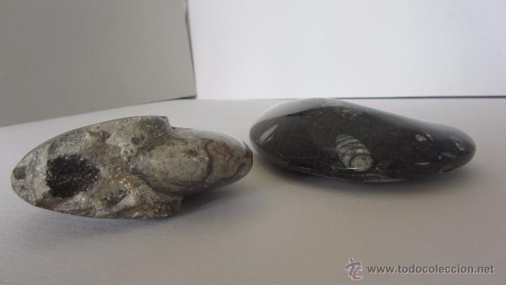 Coleccionismo de f&oacute;siles: FOSIL - AMONITES y ORTHOCERAS - Foto 2