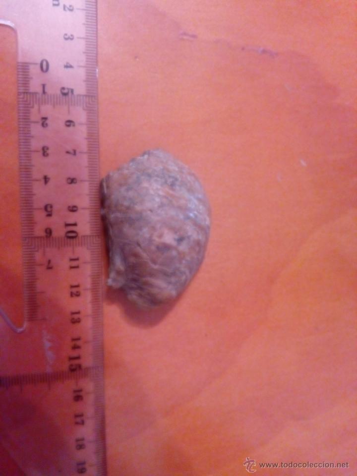 Coleccionismo de f&oacute;siles: neopycnodonte navicularis - Foto 1