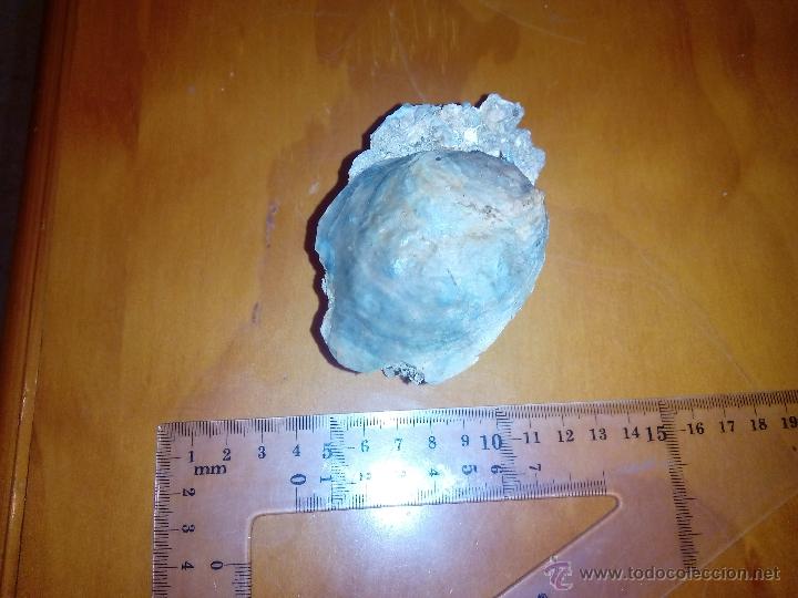 Coleccionismo de f&oacute;siles: ostrea sp. - Foto 1