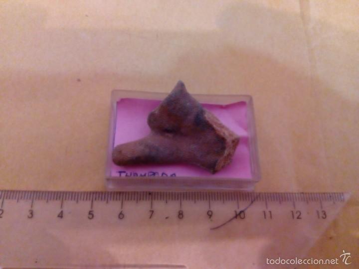 Coleccionismo de f&oacute;siles: thamnpora sp. - Foto 1