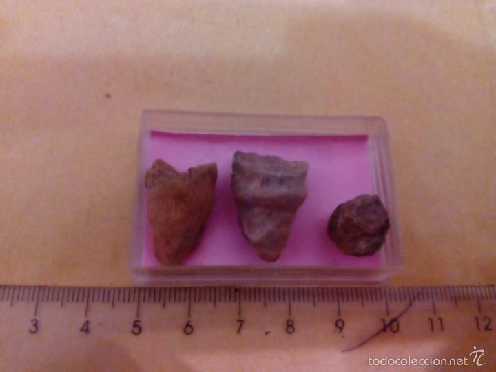 Coleccionismo de f&oacute;siles: Metryophyllum album - Foto 1