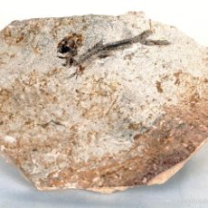 Coleccionismo de fósiles: PEZ FÓSIL DE GREEN RIVER (WYOMING, USA), EOCENO. Lote 56982453