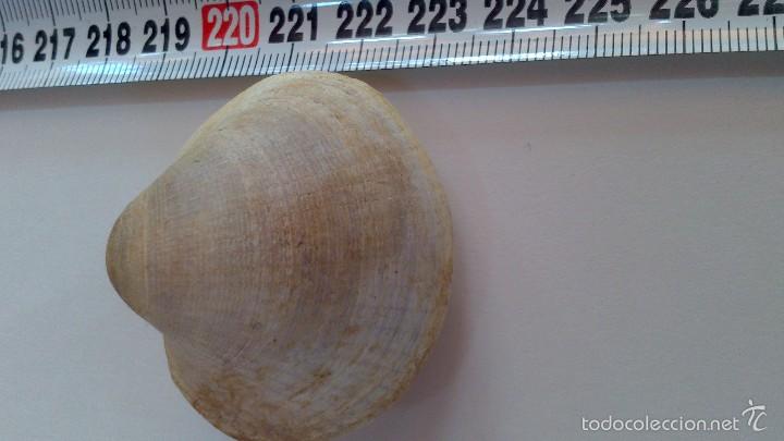 Coleccionismo de f&oacute;siles: fosil bivalvo - Foto 1