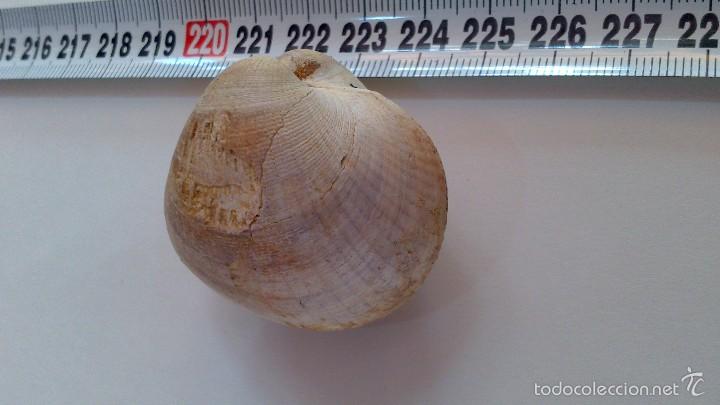 Coleccionismo de f&oacute;siles: fosil bivalvo - Foto 3