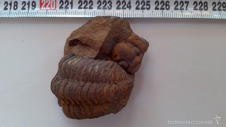 Coleccionismo de f&oacute;siles: fosil trilobites - Foto 1