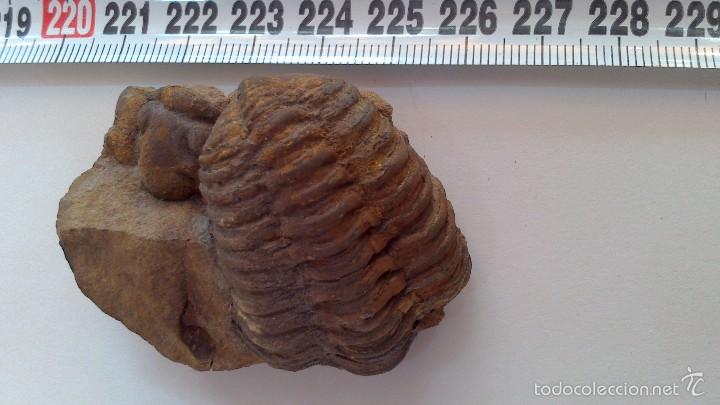 Coleccionismo de f&oacute;siles: fosil trilobites - Foto 3