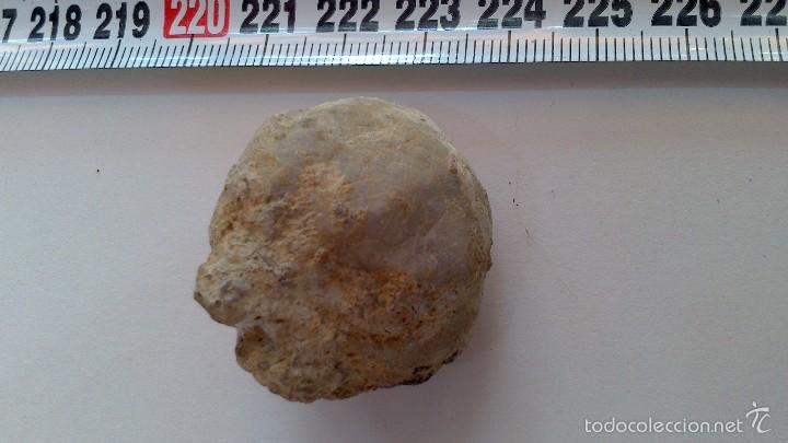 Coleccionismo de f&oacute;siles: fosil equinodermo - Foto 1