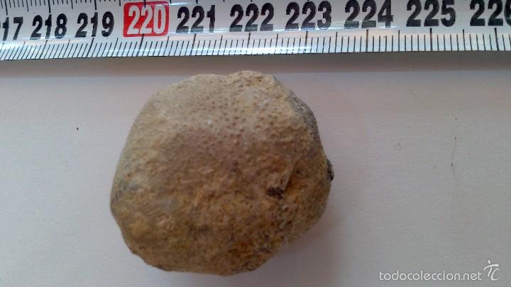 Coleccionismo de f&oacute;siles: fosil equinodermo - Foto 2