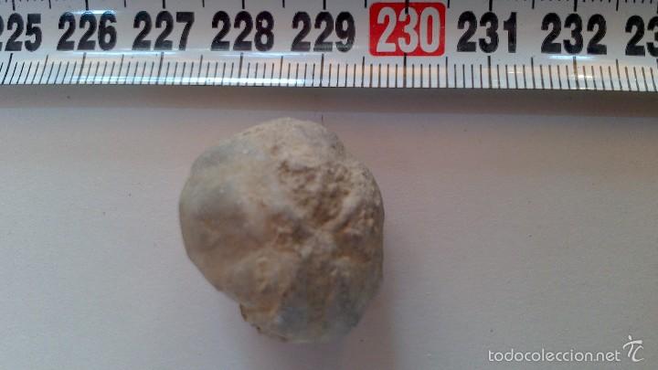Coleccionismo de f&oacute;siles: fosil equinido irregular - Foto 1