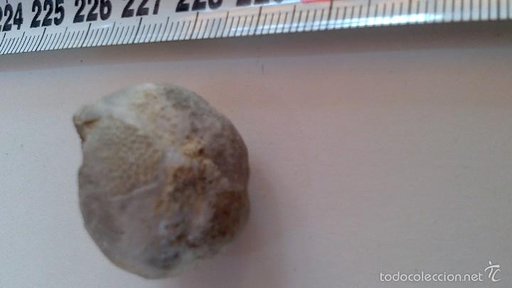 Coleccionismo de f&oacute;siles: fosil equinido irregular - Foto 3