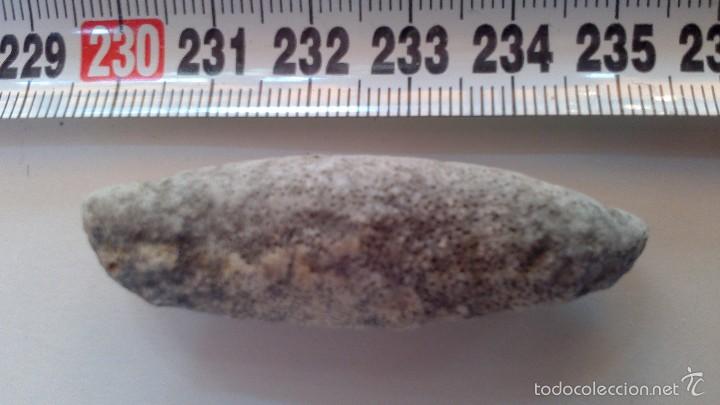 Coleccionismo de f&oacute;siles: fosil gasteropodo del eoceno - Foto 2
