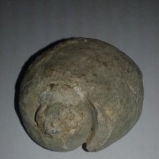 Coleccionismo de fósiles: FÓSIL GASTERÓPODO (CARACOL). Lote 58428526