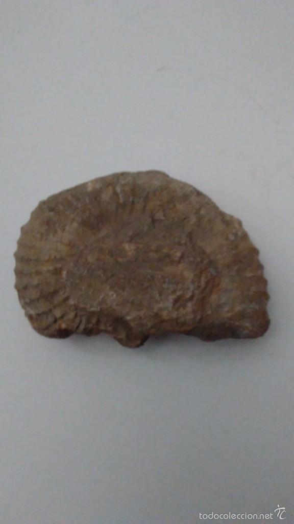 Coleccionismo de f&oacute;siles: F&oacute;sil Trilobites - Foto 1