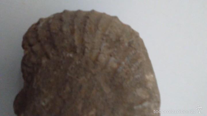 Coleccionismo de f&oacute;siles: F&oacute;sil Trilobites - Foto 2