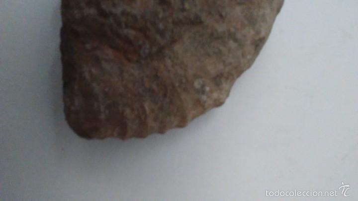 Coleccionismo de f&oacute;siles: F&oacute;sil Trilobites - Foto 3