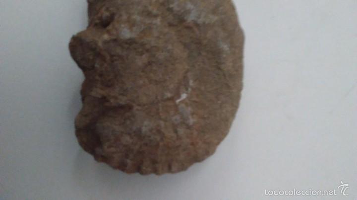 Coleccionismo de f&oacute;siles: F&oacute;sil Trilobites - Foto 4