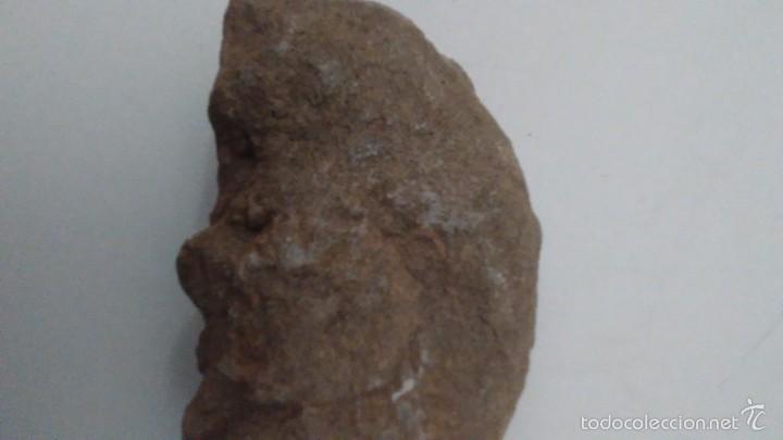 Coleccionismo de f&oacute;siles: F&oacute;sil Trilobites - Foto 5