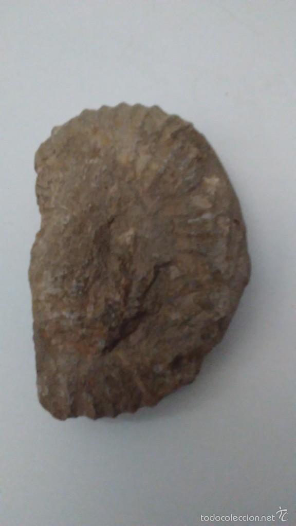 Coleccionismo de f&oacute;siles: F&oacute;sil Trilobites - Foto 7