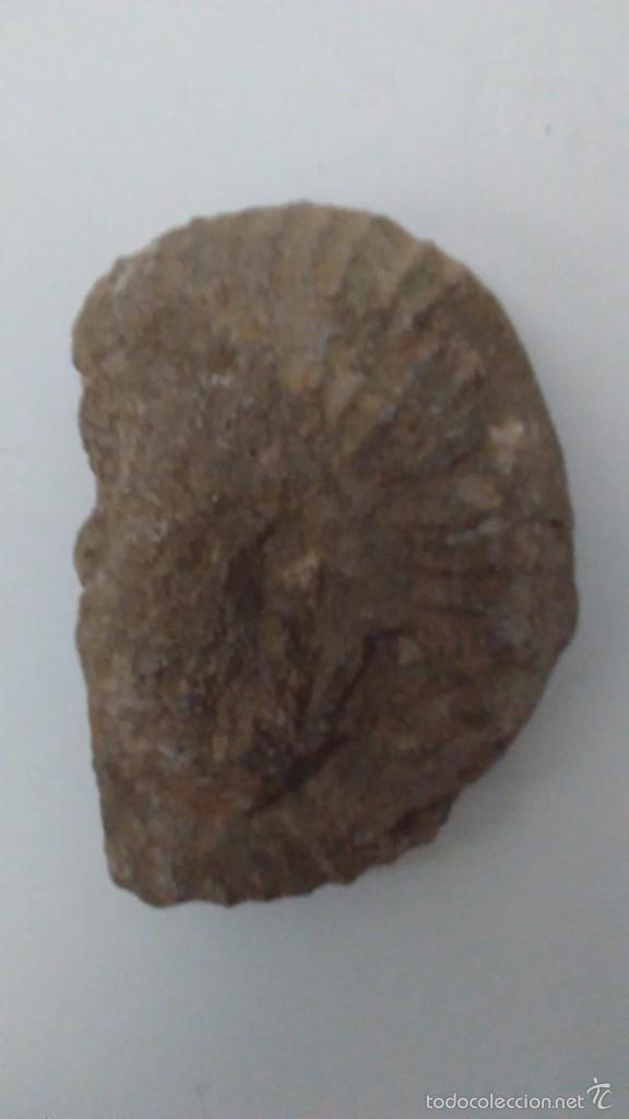 Coleccionismo de f&oacute;siles: F&oacute;sil Trilobites - Foto 8