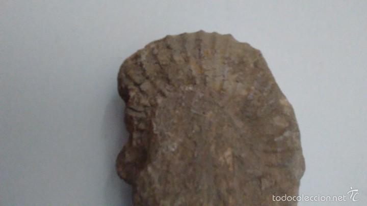 Coleccionismo de f&oacute;siles: F&oacute;sil Trilobites - Foto 9