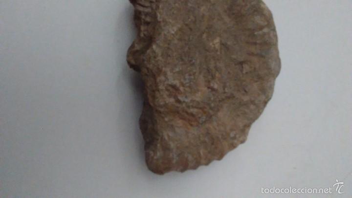 Coleccionismo de f&oacute;siles: F&oacute;sil Trilobites - Foto 10