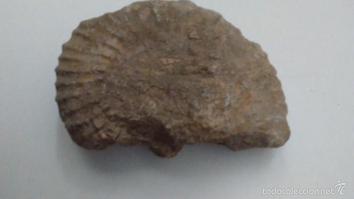 Coleccionismo de f&oacute;siles: F&oacute;sil Trilobites - Foto 12
