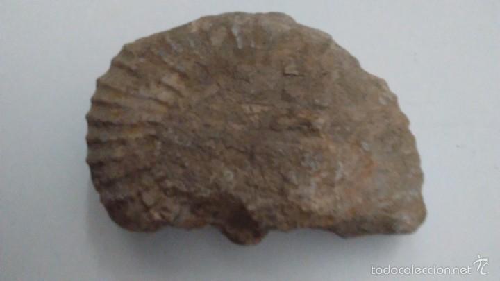 Coleccionismo de f&oacute;siles: F&oacute;sil Trilobites - Foto 13