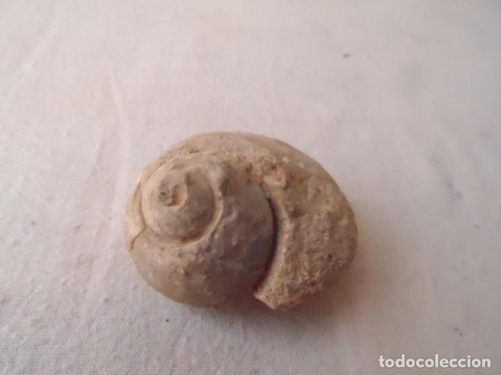 Coleccionismo de f&oacute;siles: fosil GASTER&Oacute;PODO - Foto 1