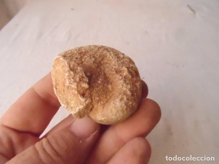 Coleccionismo de f&oacute;siles: fosil GASTER&Oacute;PODO - Foto 2