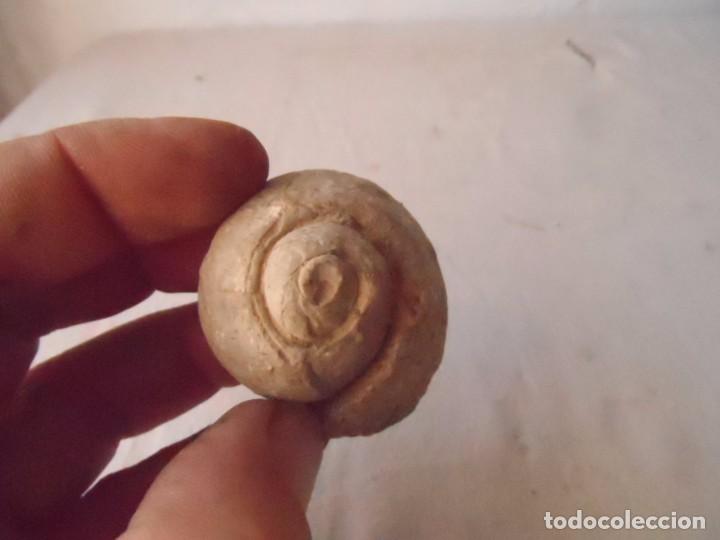 Coleccionismo de f&oacute;siles: fosil GASTER&Oacute;PODO - Foto 3