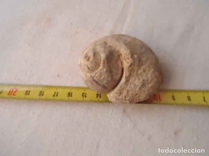 Coleccionismo de f&oacute;siles: fosil GASTER&Oacute;PODO - Foto 4
