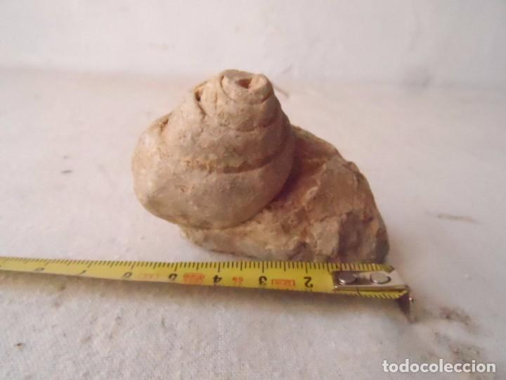 Coleccionismo de f&oacute;siles: fosil GASTER&Oacute;PODO - Foto 1