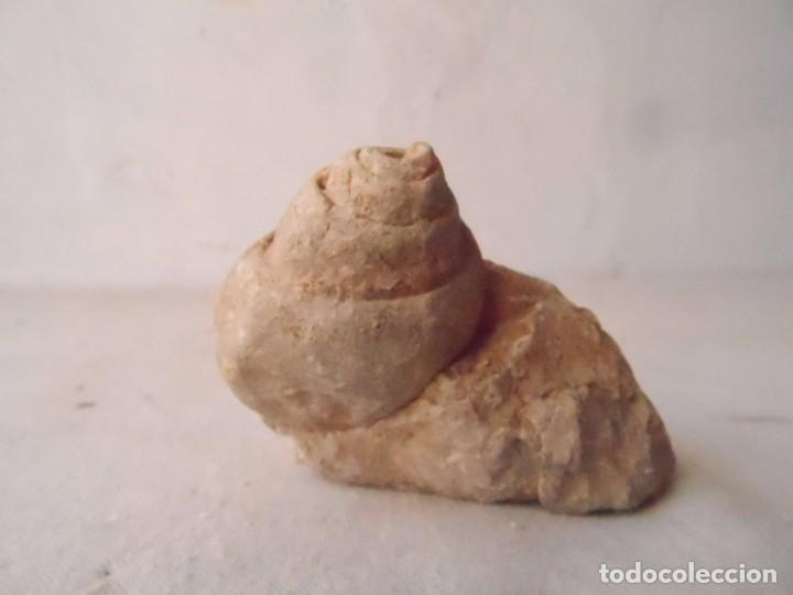 Coleccionismo de f&oacute;siles: fosil GASTER&Oacute;PODO - Foto 3