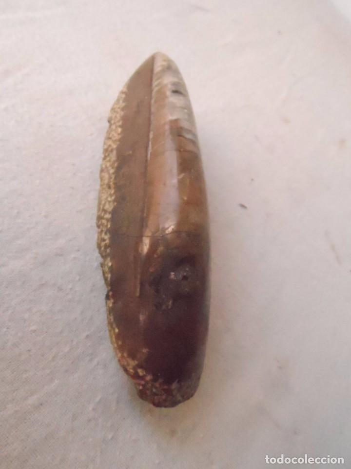 Coleccionismo de f&oacute;siles: fosil piedra concha - Foto 1
