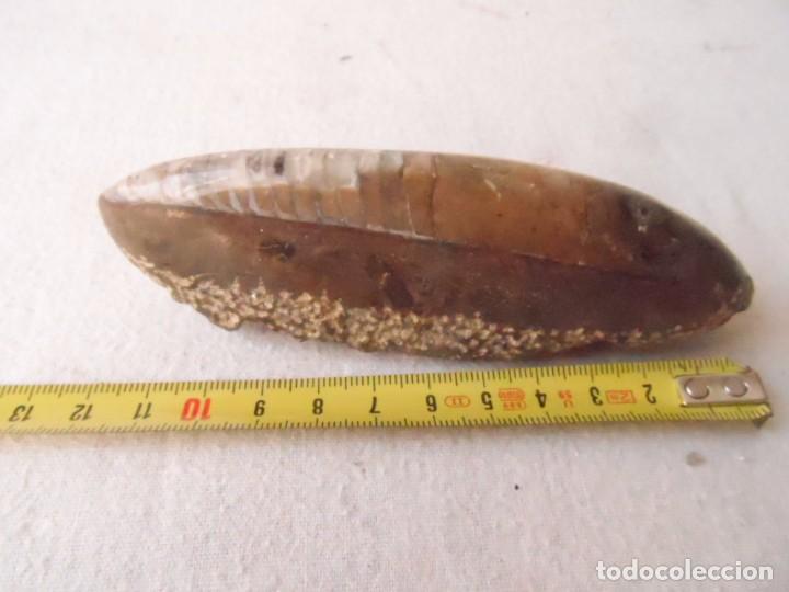 Coleccionismo de f&oacute;siles: fosil piedra concha - Foto 2