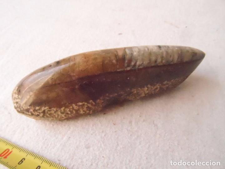 Coleccionismo de f&oacute;siles: fosil piedra concha - Foto 3