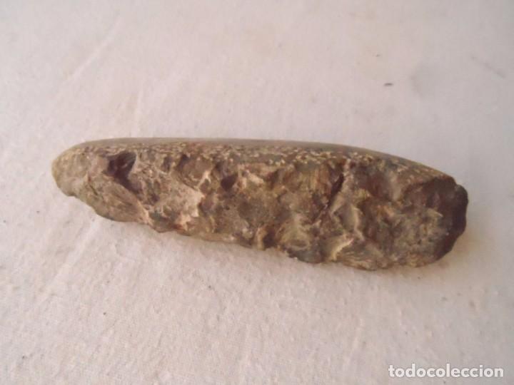 Coleccionismo de f&oacute;siles: fosil piedra concha - Foto 4