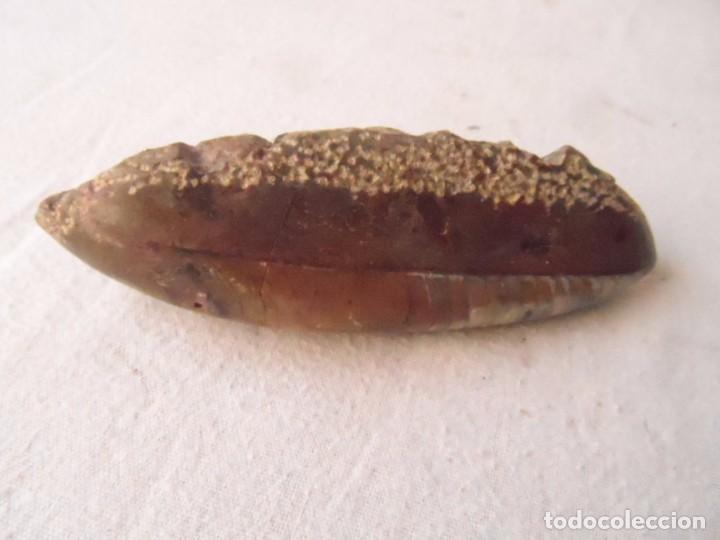 Coleccionismo de f&oacute;siles: fosil piedra concha - Foto 5