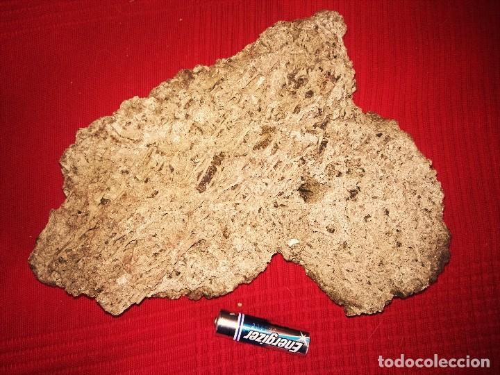 Coleccionismo de f&oacute;siles: Gran Pieza de travertino. - Foto 2