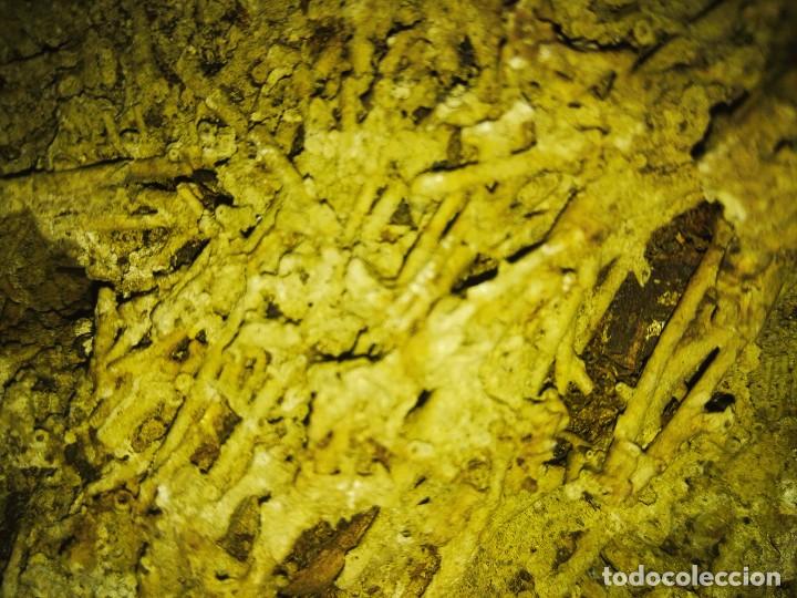 Coleccionismo de f&oacute;siles: Gran Pieza de travertino. - Foto 3