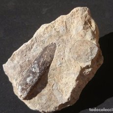 Coleccionismo de fósiles: FÓSIL ORIGEN GUADALAJARA