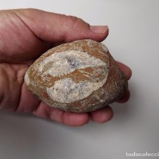 Coleccionismo de fósiles: RESTOS FOSILES EN MATRIZ. FOSIL. MINERALES. RARO.. Lote 67217981