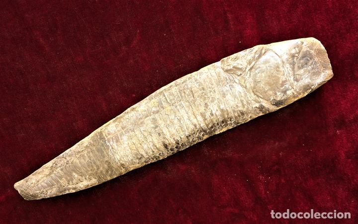 Coleccionismo de f&oacute;siles: F&Oacute;SIL DE PEZ. PROCEDENCIA DESCONOCIDA. - Foto 1