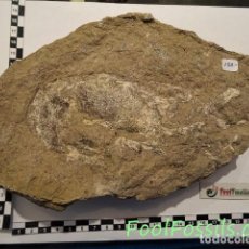 Coleccionismo de fósiles: FOSIL GAMBA MEYERIA MAGNA. CRETACICO. EUROPA.