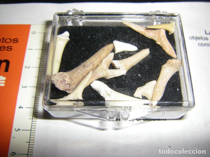 Coleccionismo de f&oacute;siles: caja de dientes de tibur&oacute;n - Foto 1