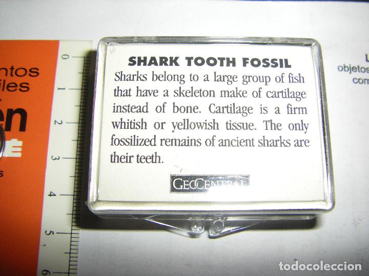 Coleccionismo de f&oacute;siles: caja de dientes de tibur&oacute;n - Foto 2