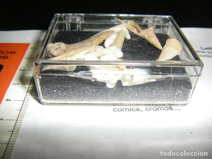 Coleccionismo de f&oacute;siles: caja de dientes de tibur&oacute;n - Foto 3