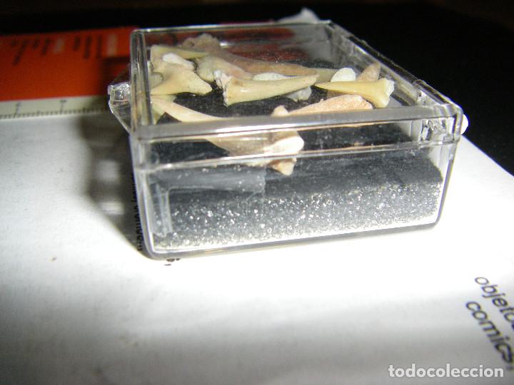 Coleccionismo de f&oacute;siles: caja de dientes de tibur&oacute;n - Foto 4