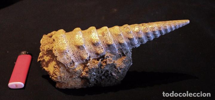 Fosil Gasteropodo Turritella Eoceno Paris F Sold Through